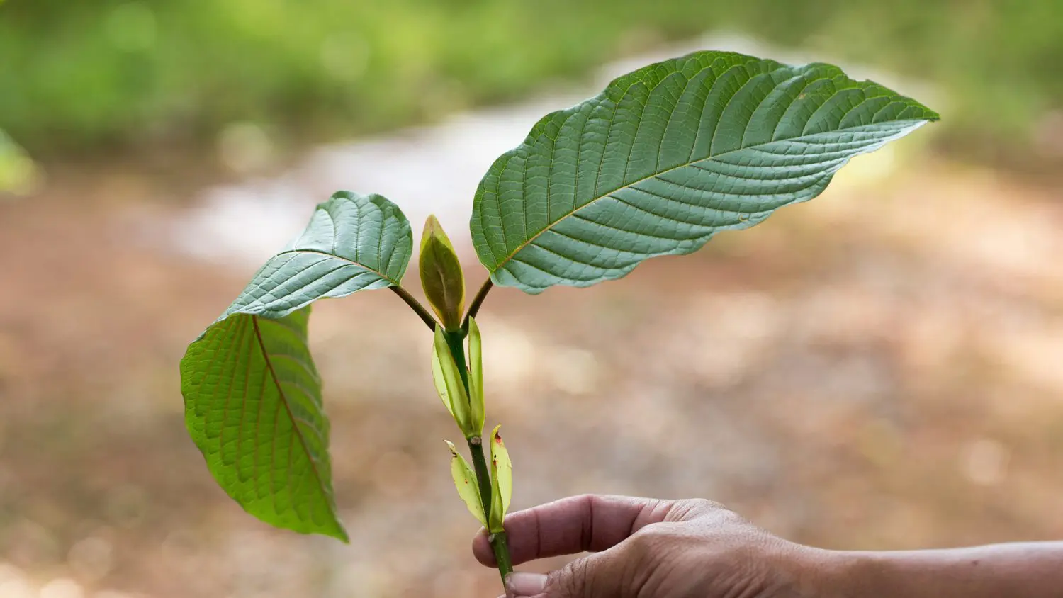 best quality kratom