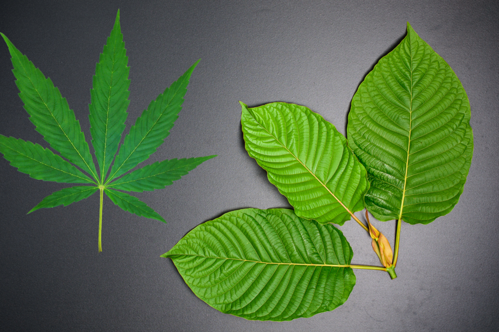 Kratom vs Marijuana