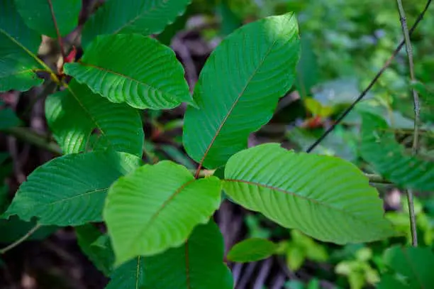 GREEN BORNEO KRATOM