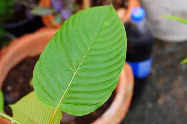 fresh kratom leaf