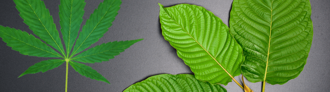 Kratom vs Marijuana Kratom vs Marijuana
