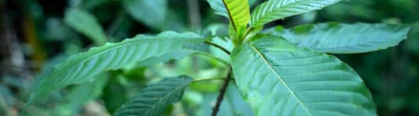 istockphoto-1160113719-612×612 Kratom from Gas Stations: Is it Scam or Worth Buy?