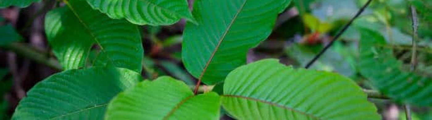 GREEN BORNEO KRATOM