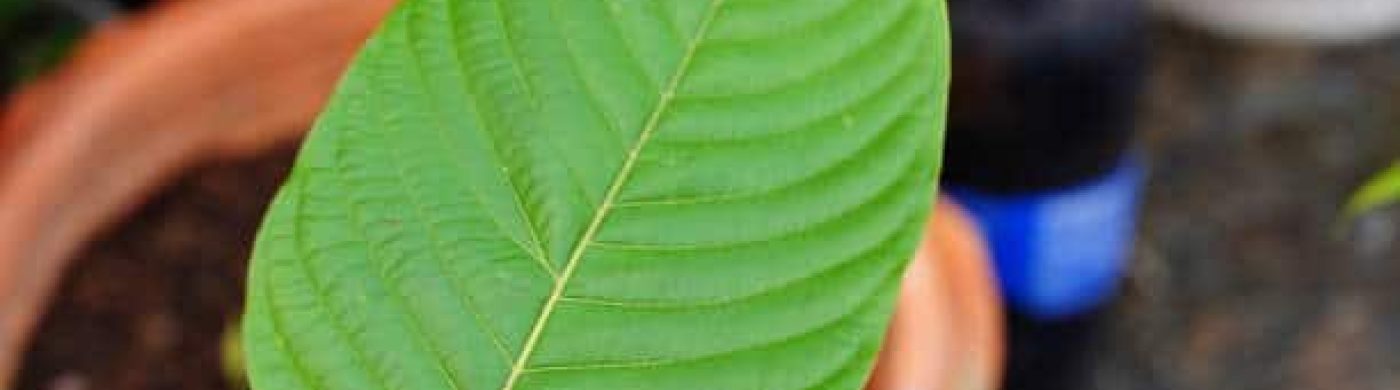 Fresh Mitragyna speciosa green leaf (kratom) fresh kratom leaf