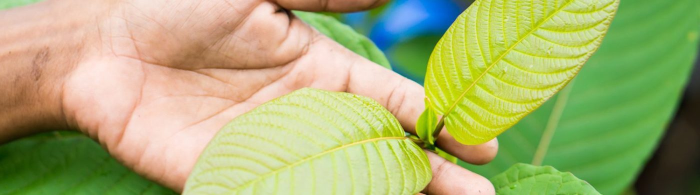 kratom-strains-blog-hero-4
