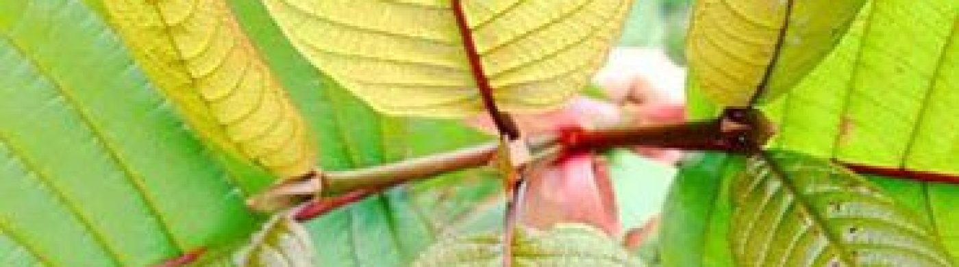 yellow-vein-kratom yellow-vein-kratom